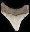 Chubutensis Tooth - Megalodon Ancestor #26695-1